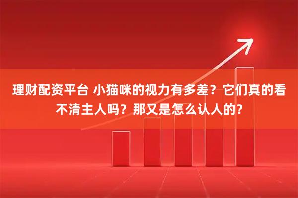 理财配资平台 小猫咪的视力有多差？它们真的看不清主人吗？那又是怎么认人的？